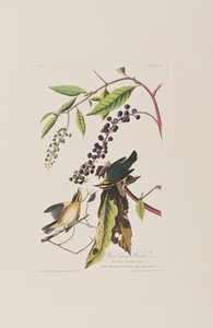 Birds of America」のイラスト 作： John James Audubon