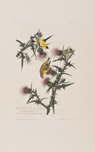 Birds of America」のイラスト