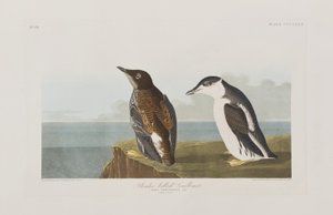 Birds of America」のイラスト 作： John James Audubon