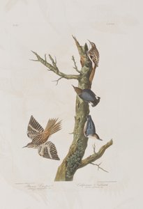 Birds of America」のイラスト 作： John James Audubon