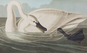 Birds of America」のイラスト