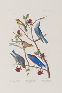 Birds of America」のイラスト 作： John James Audubon