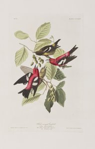 Birds of America」のイラスト 作： John James Audubon