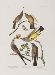 Birds of America」のイラスト 作： John James Audubon