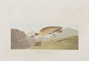 Birds of America」のイラスト 作： John James Audubon