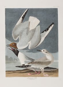 Birds of America」のイラスト