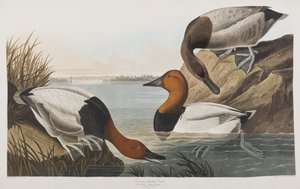 Birds of America」のイラスト 作： John James Audubon