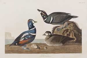 Birds of America」のイラスト 作： John James Audubon