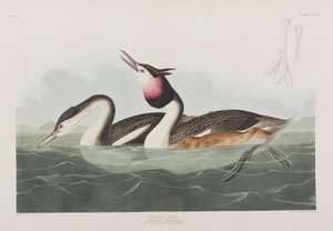 Birds of America」のイラスト 作： John James Audubon