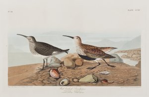 Birds of America」のイラスト 作： John James Audubon