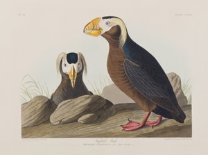 Birds of America」のイラスト 作： John James Audubon