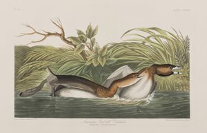 Birds of America」のイラスト 作： John James Audubon