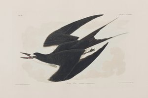 Birds of America」のイラスト 作： John James Audubon