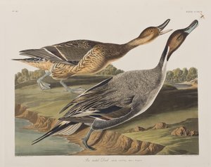 Birds of America」のイラスト 作： John James Audubon
