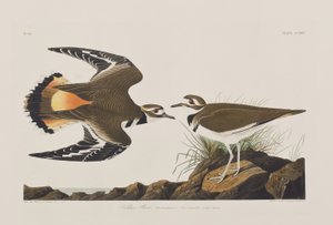 Birds of America」のイラスト 作： John James Audubon