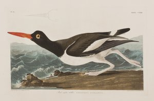 Birds of America」のイラスト 作： John James Audubon