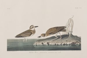 Birds of America」のイラスト