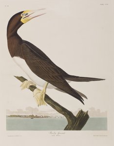 Birds of America」のイラスト 作： John James Audubon