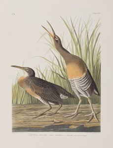 Birds of America」のイラスト 作： John James Audubon