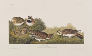 Birds of America」のイラスト 作： John James Audubon