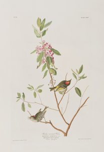 Birds of America」のイラスト 作： John James Audubon