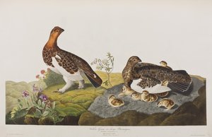 Birds of America」のイラスト 作： John James Audubon