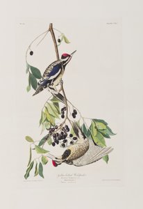 Birds of America」のイラスト 作： John James Audubon