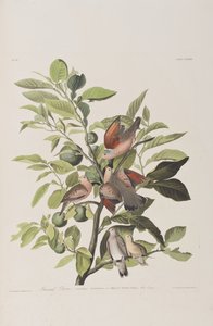 Birds of America」のイラスト 作： John James Audubon