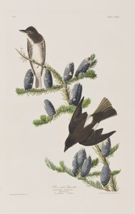 Birds of America」のイラスト 作： John James Audubon