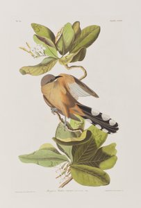 Birds of America」のイラスト 作： John James Audubon