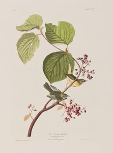 Birds of America」のイラスト 作： John James Audubon