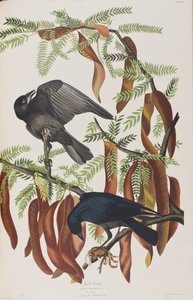 Birds of America」のイラスト 作： John James Audubon
