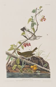 Birds of America」のイラスト 作： John James Audubon