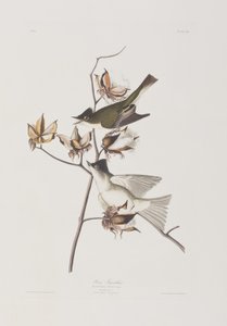 Birds of America」のイラスト 作： John James Audubon