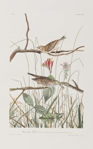 Birds of America」のイラスト 作： John James Audubon