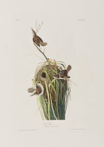 Birds of America」のイラスト 作： John James Audubon