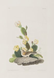 Birds of America」のイラスト 作： John James Audubon
