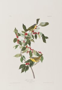 Birds of America」のイラスト 作： John James Audubon