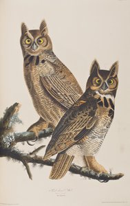 Birds of America」のイラスト