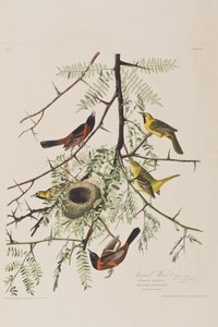 Birds of America」のイラスト 作： John James Audubon