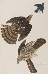 Birds of America」のイラスト 作： John James Audubon