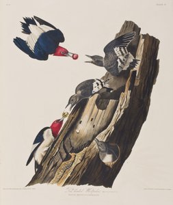 Birds of America」のイラスト