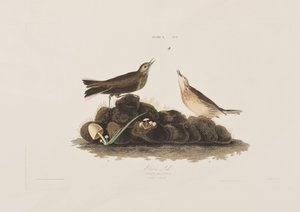 Birds of America」のイラスト 作： John James Audubon