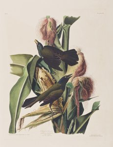 Birds of America」のイラスト 作： John James Audubon