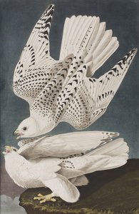 Birds of America」のイラスト 作： John James Audubon