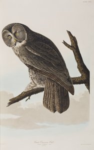 Birds of America」のイラスト