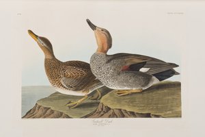 Birds of America」のイラスト 作： John James Audubon