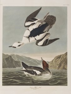 Birds of America」のイラスト 作： John James Audubon