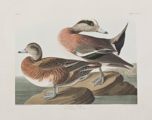 Birds of America」のイラスト 作： John James Audubon