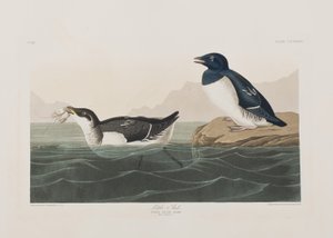 Birds of America」のイラスト